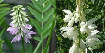 گالکا ( علف شیرآور )